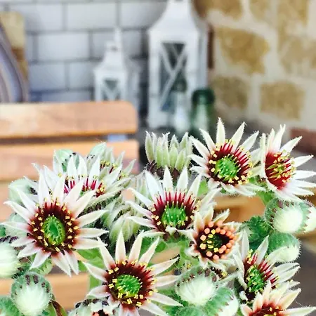 Winzer - Wandern Und Genuss In Der Pfalz * Heuchelheim-Klingen