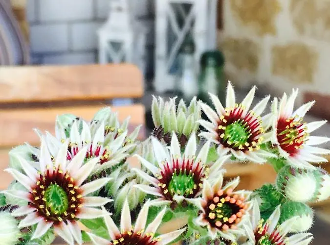 Winzer - Wandern Und Genuss In Der Pfalz * Heuchelheim-Klingen